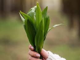 Image result for Bärlauch