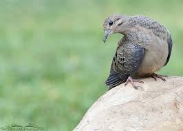 Image result for Zenaida macroura