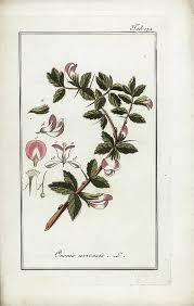 Attēlu rezultāti vaicājumam “Ononis arvensis”