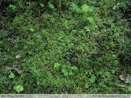 Attēlu rezultāti vaicājumam “Sciuro-hypnum curtum”