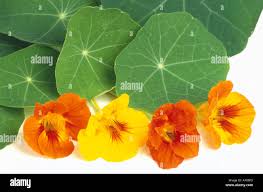 Attēlu rezultāti vaicājumam “Tropaeolum majus fruit”