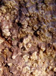 Attēlu rezultāti vaicājumam “Phlebia rufa”