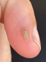 Attēlu rezultāti vaicājumam “Chrysopidae larva”