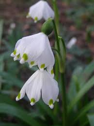 Attēlu rezultāti vaicājumam “Leucojum vernum var. carpathicum”