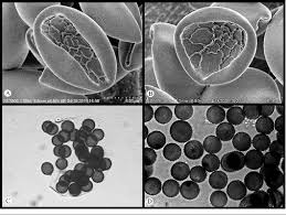 Attēlu rezultāti vaicājumam “Liceaceae”