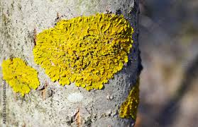 Attēlu rezultāti vaicājumam “Xanthoria parietina”