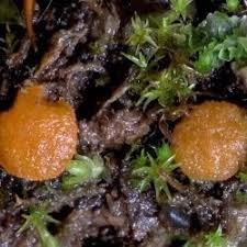 Attēlu rezultāti vaicājumam “Lamprospora tortulae-ruralis”