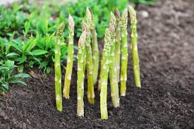 Attēlu rezultāti vaicājumam “Asparagus officinalis”