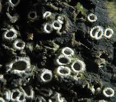 Attēlu rezultāti vaicājumam “Stictis”