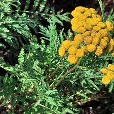 Attēlu rezultāti vaicājumam “Tanacetum vulgare flower”