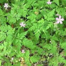 Attēlu rezultāti vaicājumam “Geranium robertianum flower”