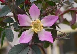 Attēlu rezultāti vaicājumam “Rosa glauca flower”