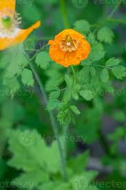 Image result for Meconopsis cambrica