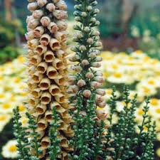 Image result for Digitalis ferruginea