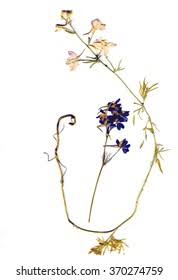 Attēlu rezultāti vaicājumam “Consolida regalis leaf”