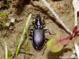 Attēlu rezultāti vaicājumam “Limodromus assimilis”