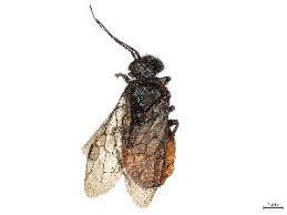 Attēlu rezultāti vaicājumam “Acantholyda erythrocephala”