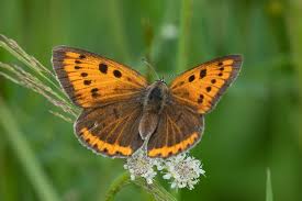 Attēlu rezultāti vaicājumam “Lycaena dispar”