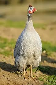 Attēlu rezultāti vaicājumam “Numida meleagris”