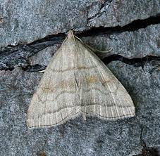 Attēlu rezultāti vaicājumam “Herminia tarsicrinalis”