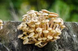 Attēlu rezultāti vaicājumam “Armillaria sp.”