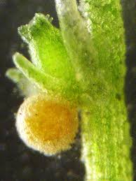 Attēlu rezultāti vaicājumam “Chara globularis”