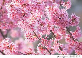 Image result for 緋寒桜