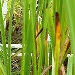 Attēlu rezultāti vaicājumam “Sparganium erectum aggr. leaf”