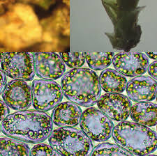 Attēlu rezultāti vaicājumam “Pohlia wahlenbergii var. calcarea”