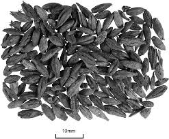 Attēlu rezultāti vaicājumam “Hordeum vulgare fruit”