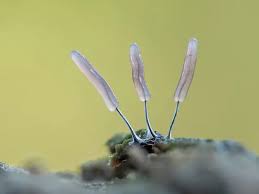 Attēlu rezultāti vaicājumam “Stemonitopsis typhina”