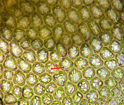 Attēlu rezultāti vaicājumam “Cinclidotus danubicus cells”