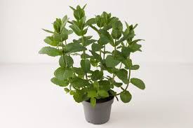 Attēlu rezultāti vaicājumam “Mentha spicata”