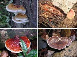 Attēlu rezultāti vaicājumam “Phellinus pini”