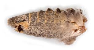 Attēlu rezultāti vaicājumam “Mamestra brassicae exuvia”