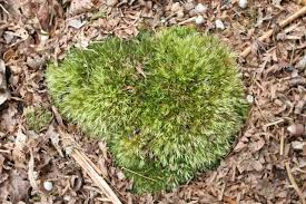 Attēlu rezultāti vaicājumam “Leucobryum glaucum”