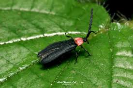 Attēlu rezultāti vaicājumam “Lycidae”