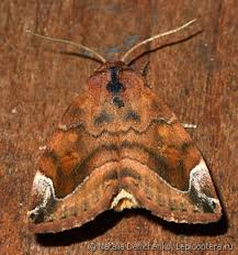 Attēlu rezultāti vaicājumam “Cosmia pyralina”