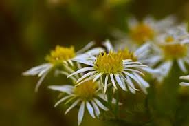Attēlu rezultāti vaicājumam “Plagiothecium latebricola macro”