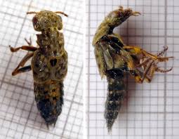 Attēlu rezultāti vaicājumam “Ontholestes murinus”