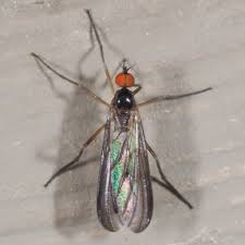 Attēlu rezultāti vaicājumam “Empididae”