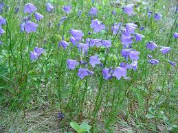 Attēlu rezultāti vaicājumam “Campanula rotundifolia leaf”
