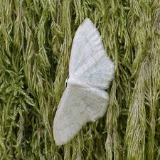 Attēlu rezultāti vaicājumam “Scopula floslactata imago”