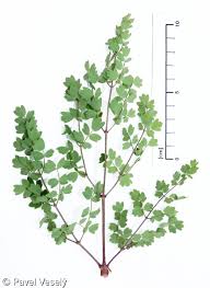 Attēlu rezultāti vaicājumam “Thalictrum minus”