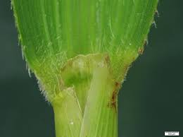 Attēlu rezultāti vaicājumam “Leersia oryzoides”