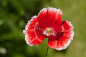 Attēlu rezultāti vaicājumam “Papaver rhoeas flower”