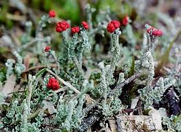 Attēlu rezultāti vaicājumam “Cladonia floerkeana”