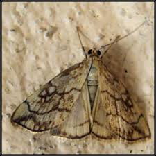 Attēlu rezultāti vaicājumam “Evergestis pallidata”