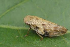 Attēlu rezultāti vaicājumam “Aphrophora alni”