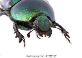 Attēlu rezultāti vaicājumam “Trypocopris vernalis”